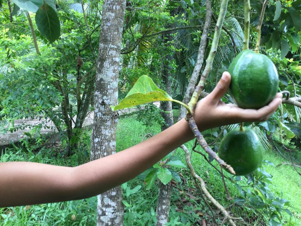 hand picking fruit